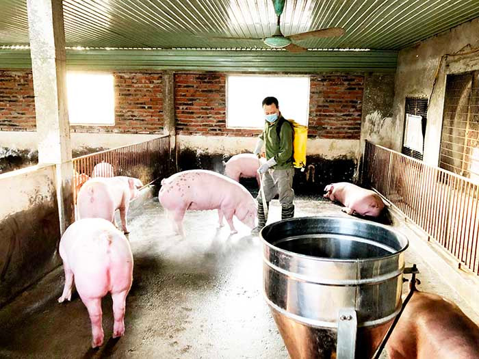 Triển khai quyết liệt các giải pháp phòng chống dịch tả lợn châu Phi